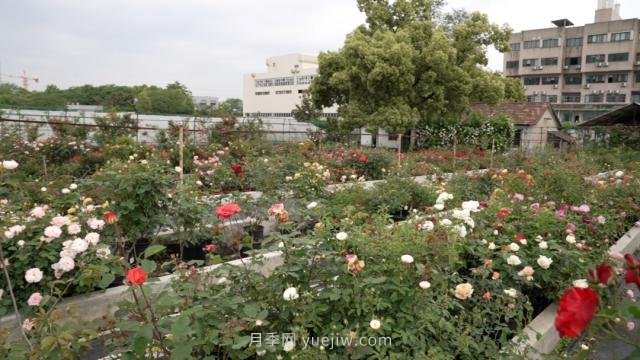 杭州滿城月季綻放，驚艷背后有他功勞(圖7)