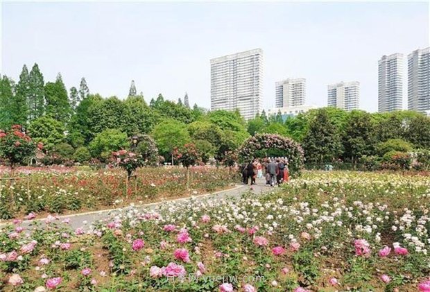 武漢市第十三屆月季展，青山和平公園等你來(lái)打卡(圖1)