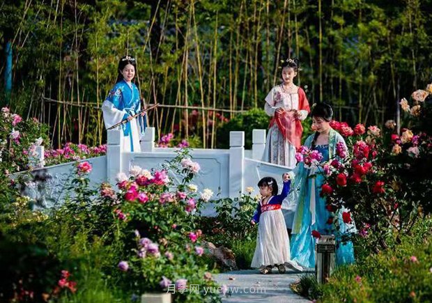 第十二屆南陽(yáng)月季花會(huì)4月29日開幕，活動(dòng)豐富多彩(圖3)