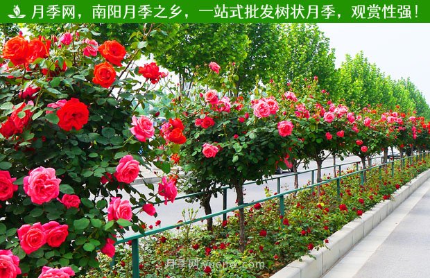 1-10公分月季樹價(jià)格是多少？樹狀月季5月報(bào)價(jià)單！(圖2)