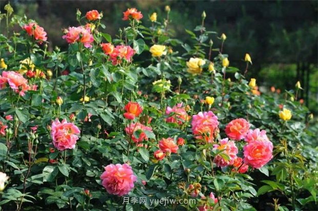 張愛玲的薔薇名句，薔薇處處開，可愛又可親(圖1)