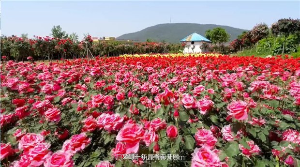 河南南陽：月季之鄉(xiāng)新發(fā)展 月季花開產業(yè)紅(圖1)