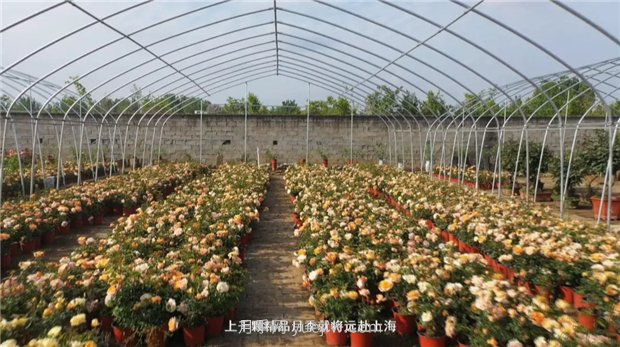 河南南陽：月季之鄉(xiāng)新發(fā)展 月季花開產業(yè)紅(圖2)