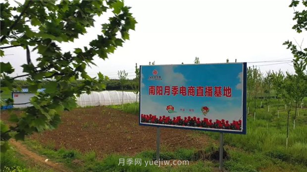 河南南陽：月季之鄉(xiāng)新發(fā)展 月季花開產業(yè)紅(圖3)