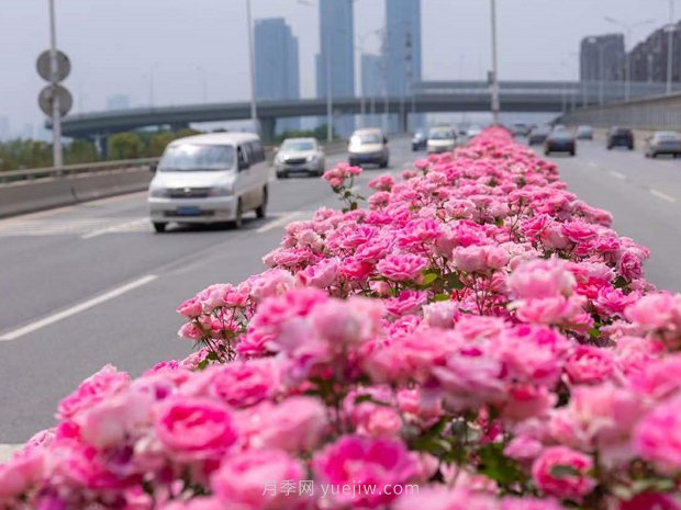 南陽月季美化武漢花城，百條道路月季開到爆街(圖1)