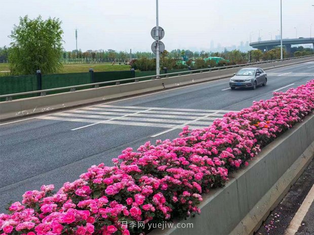南陽月季美化武漢花城，百條道路月季開到爆街(圖3)