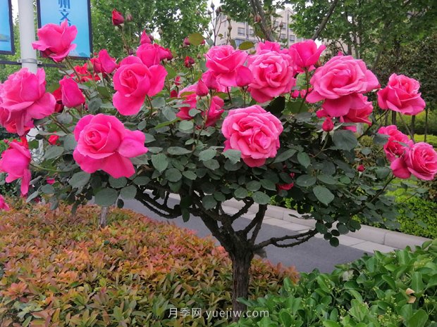 河南樹狀月季種植對環(huán)境有什么要求？(圖1)