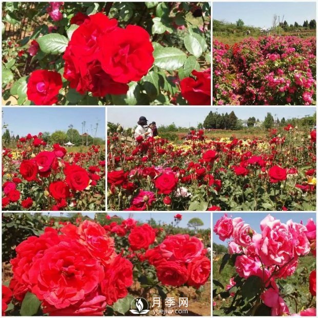 2021四川綿陽百萬醉美月季花海藝術(shù)節(jié)，4月15日盛大開幕有福利(圖4)