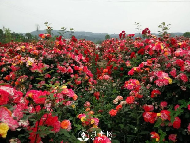 2021四川綿陽百萬醉美月季花海藝術(shù)節(jié)，4月15日盛大開幕有福利(圖5)