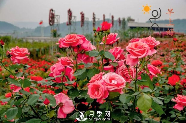 2021四川綿陽百萬醉美月季花海藝術(shù)節(jié)，4月15日盛大開幕有福利(圖2)