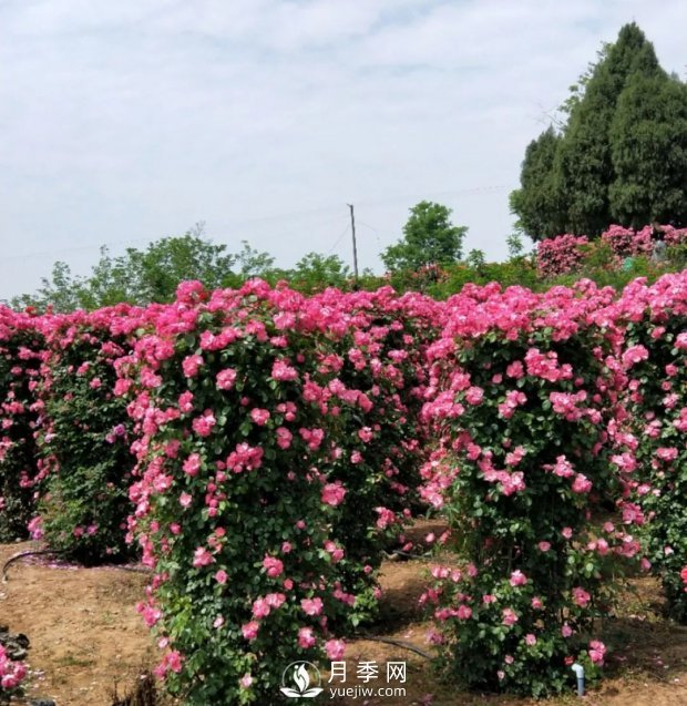 2021四川綿陽百萬醉美月季花海藝術(shù)節(jié)，4月15日盛大開幕有福利(圖6)