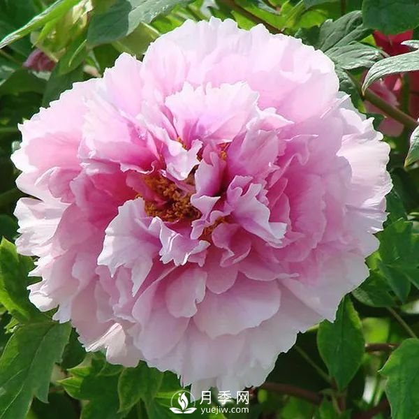 牡丹花中之王，推薦8個品種**驚艷到你(圖5)