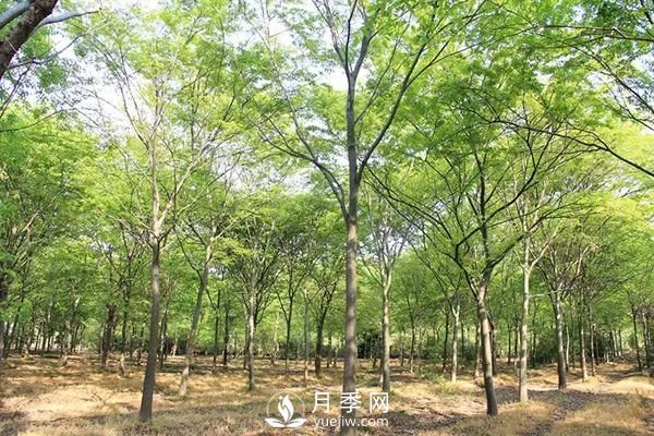 櫸樹早園林中日漸火爆，有鄉(xiāng)土樹種的5重優(yōu)勢(shì)(圖1)
