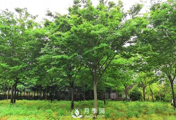 櫸樹早園林中日漸火爆，有鄉(xiāng)土樹種的5重優(yōu)勢(shì)(圖2)