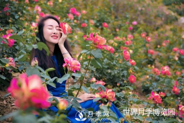 2021四川綿陽百萬醉美月季花海藝術(shù)節(jié)，4月15日盛大開幕有福利(圖3)