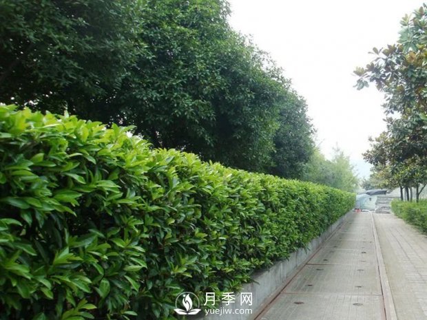 冬青與黃楊區(qū)別，冬青與黃楊有什么不同(圖1)