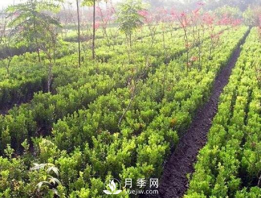 冬青與黃楊區(qū)別，冬青與黃楊有什么不同(圖2)