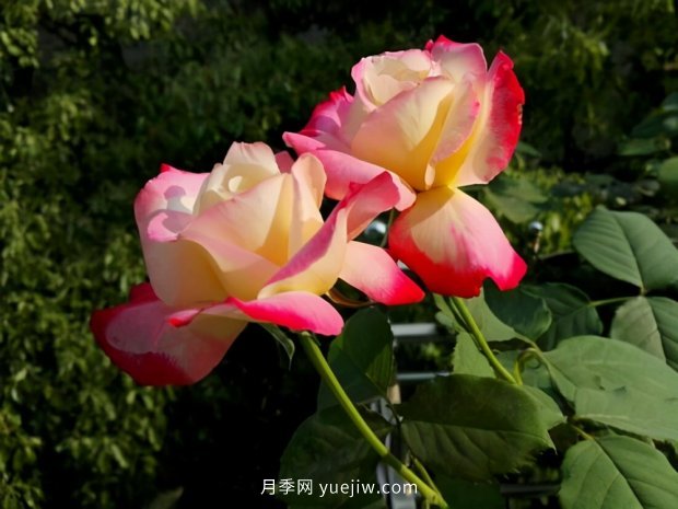 別的花不愛只養(yǎng)月季花，精挑細(xì)選了5個(gè)品種個(gè)個(gè)經(jīng)典(圖4)