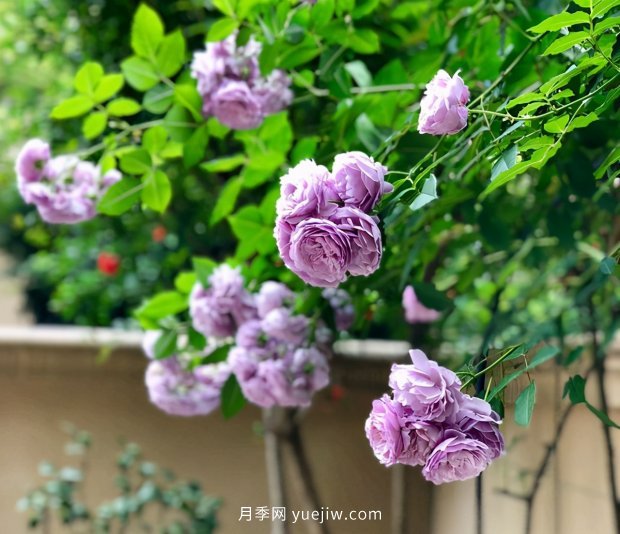 別的花不愛只養(yǎng)月季花，精挑細(xì)選了5個(gè)品種個(gè)個(gè)經(jīng)典(圖1)