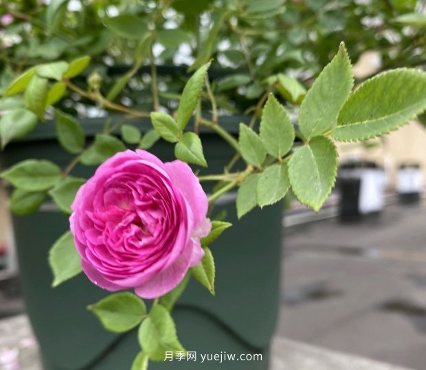 地栽的月季花，通風(fēng)好光照好，為什么還有白粉病害？(圖1)