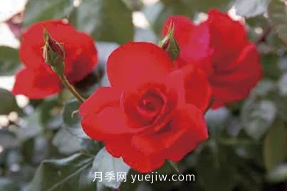 三代人三十年，北京自育月季24個品種(圖6)