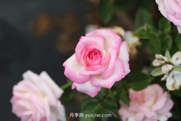 新手必備9個(gè)大花月季經(jīng)典品種，不可錯(cuò)過(guò)的美人(圖1)