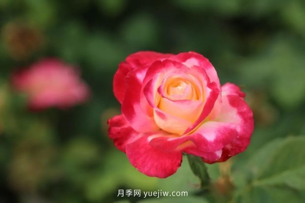 新手必備9個(gè)大花月季經(jīng)典品種，不可錯(cuò)過(guò)的美人(圖3)