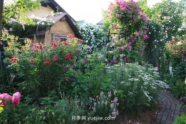 藤本月季憑一己之力撐起了整個花園的顏值，簡直太美了(圖6)