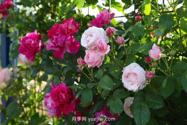 藤本月季憑一己之力撐起了整個花園的顏值，簡直太美了(圖12)