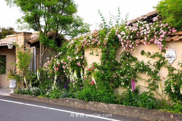 藤本月季憑一己之力撐起了整個花園的顏值，簡直太美了(圖1)
