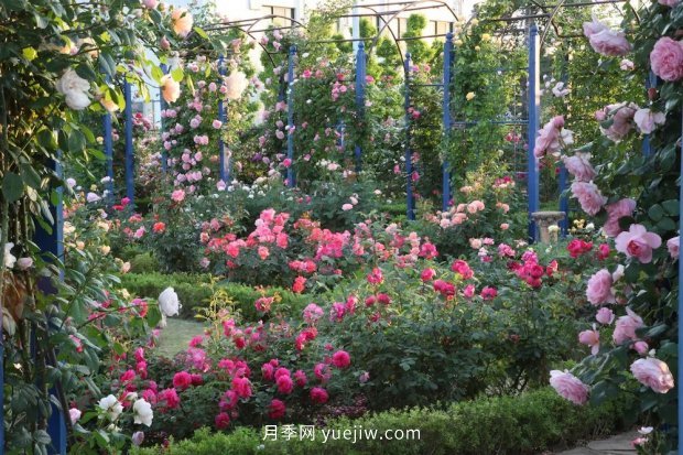 藤本月季憑一己之力撐起了整個花園的顏值，簡直太美了(圖9)
