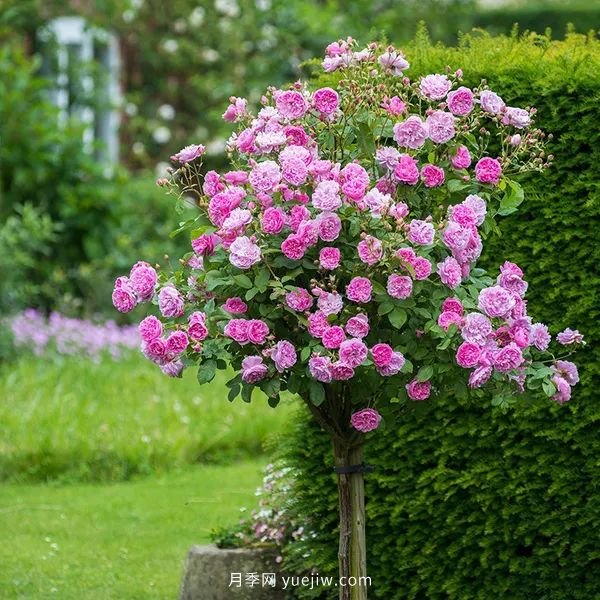 藤本月季憑一己之力撐起了整個花園的顏值，簡直太美了(圖13)