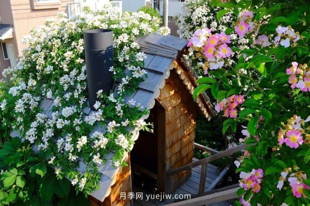藤本月季憑一己之力撐起了整個花園的顏值，簡直太美了(圖8)