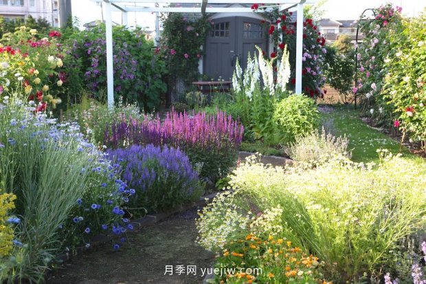 藤本月季憑一己之力撐起了整個花園的顏值，簡直太美了(圖10)