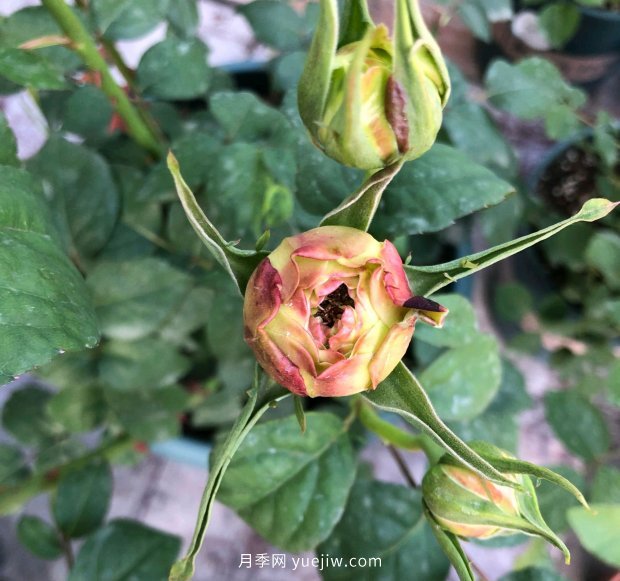月季花的花苞打不開是怎么回事？(圖1)
