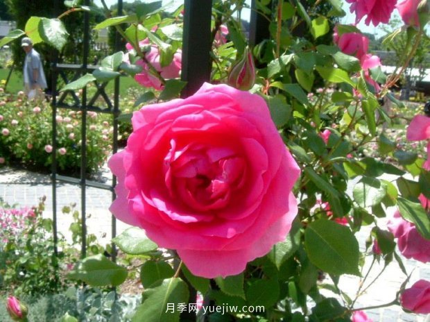 推薦種過的6個藤本月季，各有優(yōu)缺點(圖3)