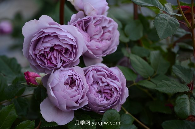 推薦種過的6個藤本月季，各有優(yōu)缺點(圖5)