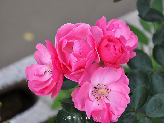 推薦種過的6個藤本月季，各有優(yōu)缺點(圖1)