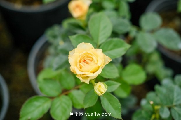 14個(gè)月季品種推薦，看一眼就中毒(圖3)