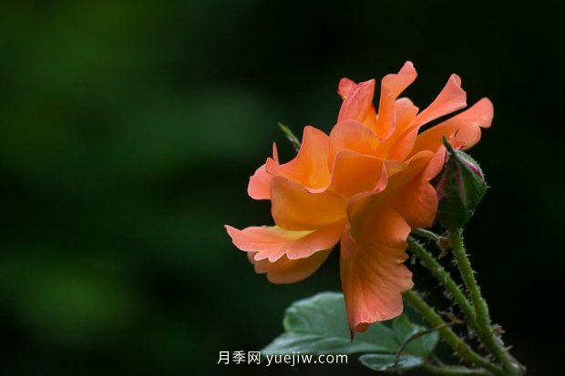 14個(gè)月季品種推薦，看一眼就中毒(圖12)