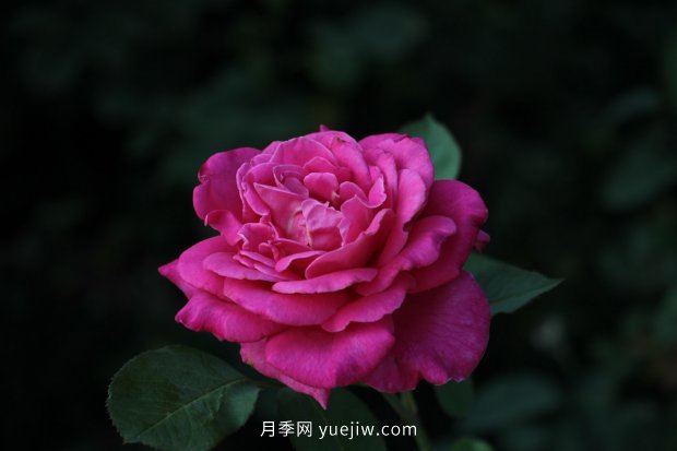 14個(gè)月季品種推薦，看一眼就中毒(圖10)