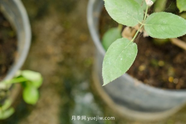 14個(gè)月季品種推薦，看一眼就中毒(圖13)