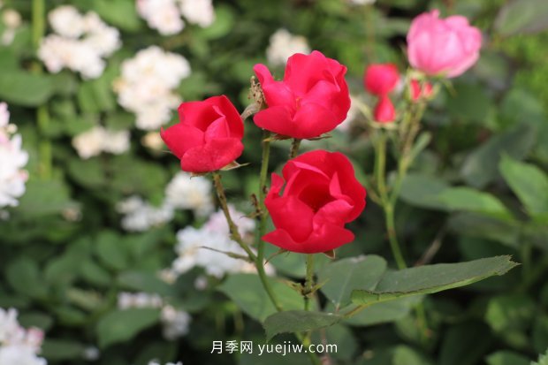 14個(gè)月季品種推薦，看一眼就中毒(圖6)