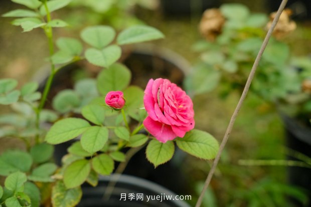 14個(gè)月季品種推薦，看一眼就中毒(圖7)