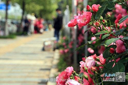 江西南昌350萬株月季盛開，美爆洪城街頭(圖1)