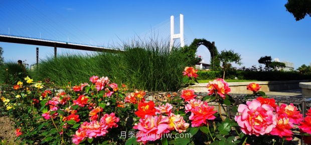 上海打造百條花道，屬于月季的***美賞花季來(lái)了(圖2)