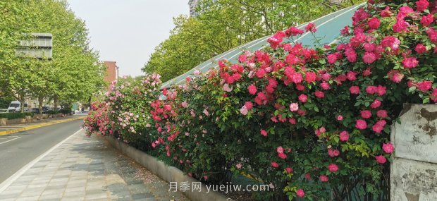 上海打造百條花道，屬于月季的***美賞花季來(lái)了(圖6)