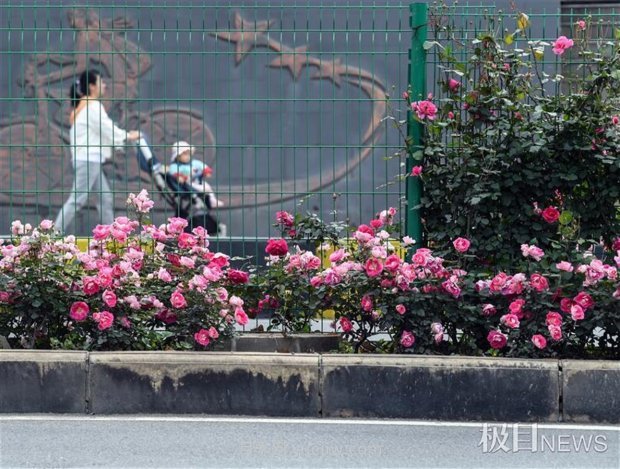 早開5天，武漢月季提前步入花海檔期(圖5)