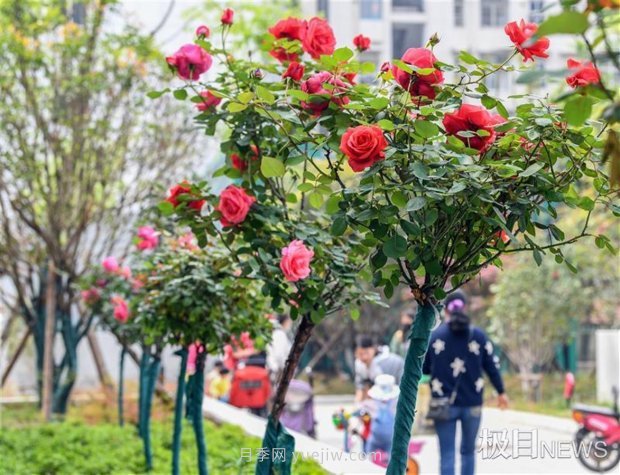 早開5天，武漢月季提前步入花海檔期(圖4)