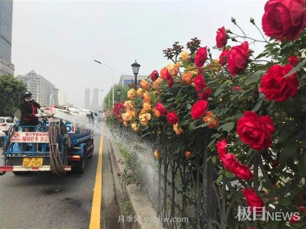 早開5天，武漢月季提前步入花海檔期(圖2)